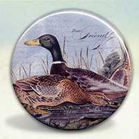 Mallard Ducks